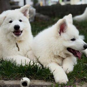 Buy White Swiss Shepherd puppies
