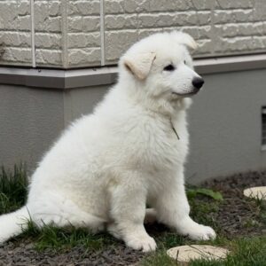 White Swiss Shepherd Puppies for Sale in Arizona