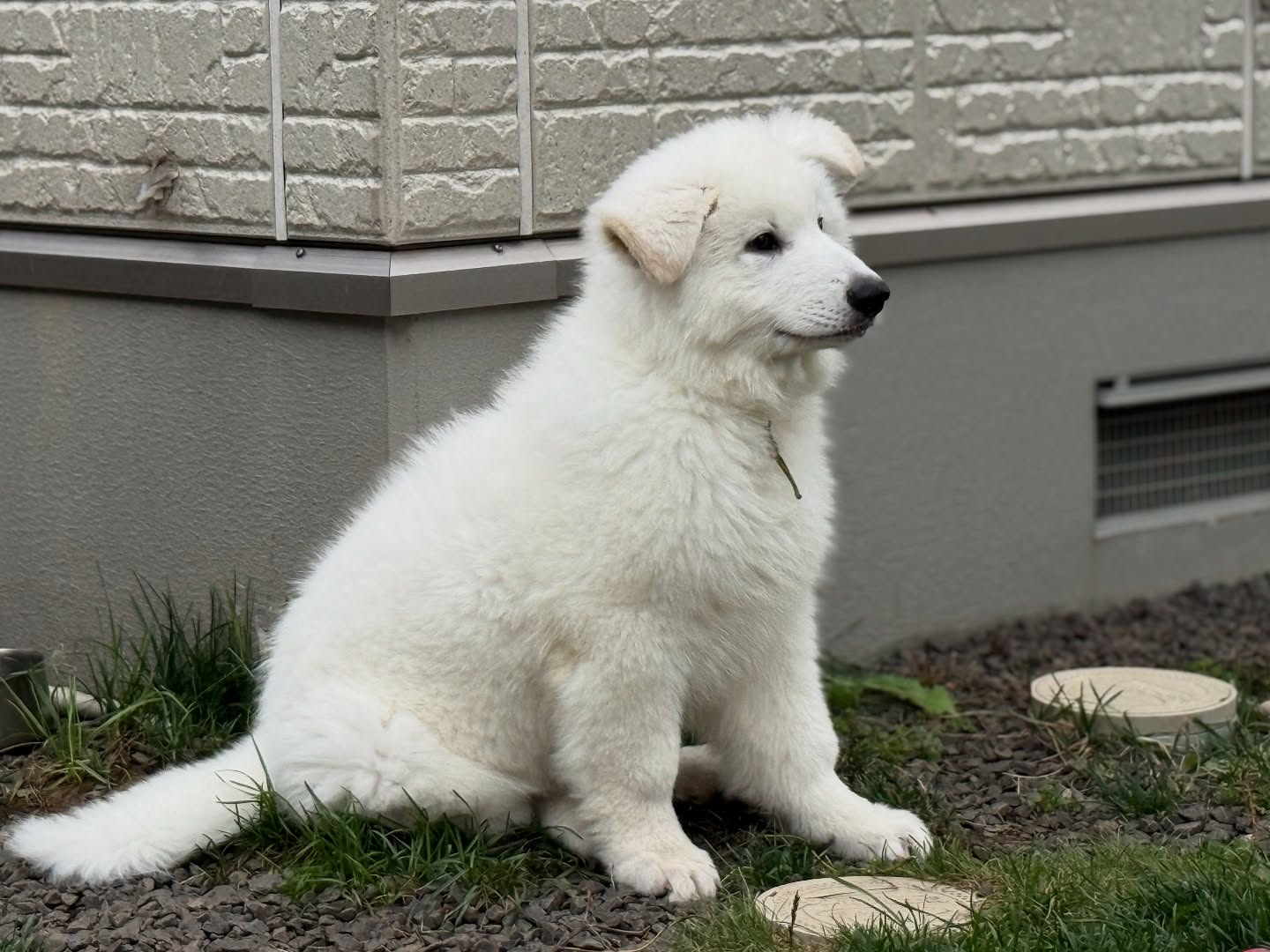 White Swiss Shepherd Puppies for Sale in Arizona