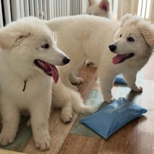 White Swiss Shepherd Puppies for Sale in Florida