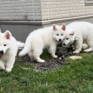 White Swiss Shepherd Puppies for Sale in Georgia