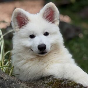 White Swiss Shepherd Puppies for Sale in Illinois