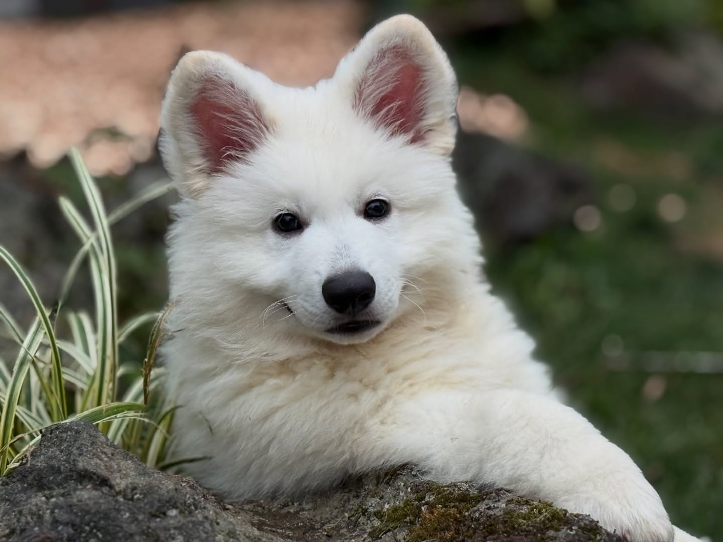 White Swiss Shepherd Puppies for Sale in Illinois