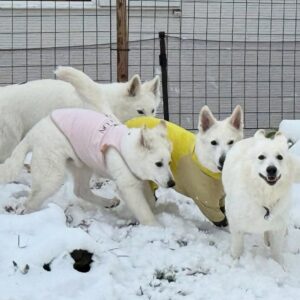 White Swiss Shepherd Puppies for Sale in Massachusetts