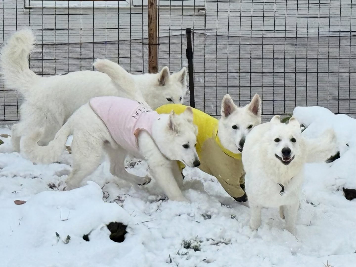 White Swiss Shepherd Puppies for Sale in Massachusetts
