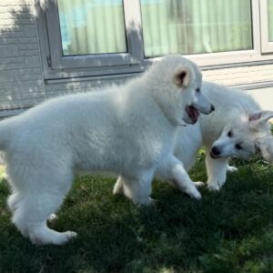 White Swiss Shepherd Puppies for Sale in Michigan