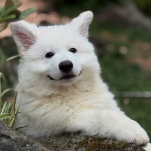 White Swiss Shepherd Puppies for Sale in New Jersey