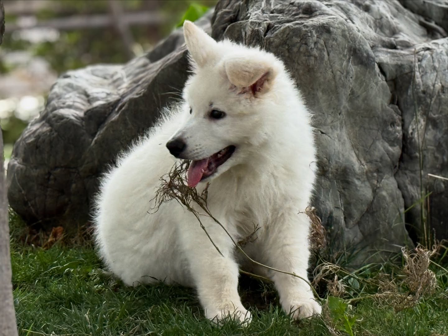 White Swiss Shepherd Puppies for Sale in New York