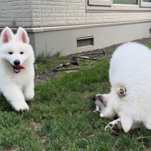 White Swiss Shepherd Puppies for Sale in Ohio