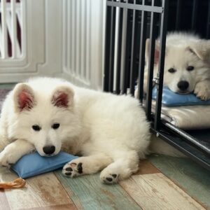 White Swiss Shepherd Puppies for Sale in Pennsylvania