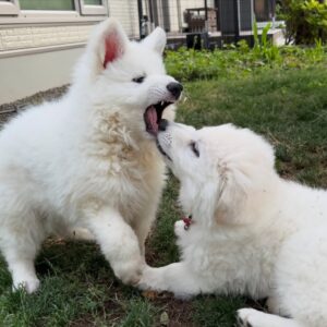 White Swiss Shepherd Puppies for Sale in Tennessee
