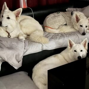 White Swiss Shepherd Puppies for Sale in Virginia