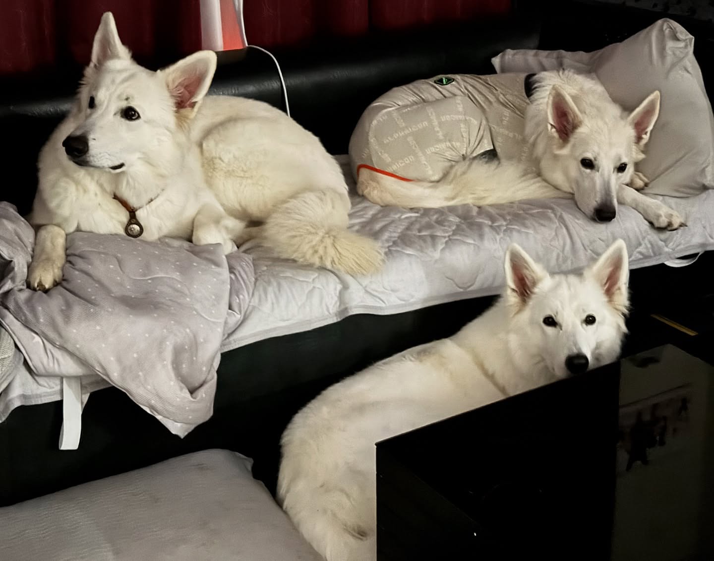 White Swiss Shepherd Puppies for Sale in Virginia