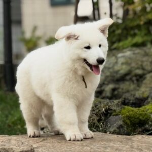 White Swiss Shepherd Puppies for Sale in Washington