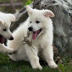 White Swiss Shepherd puppies for sale in California