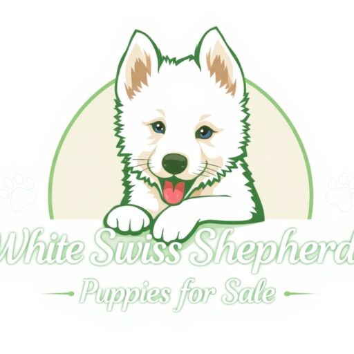 White Swiss Shepherd Pupppies For Sale